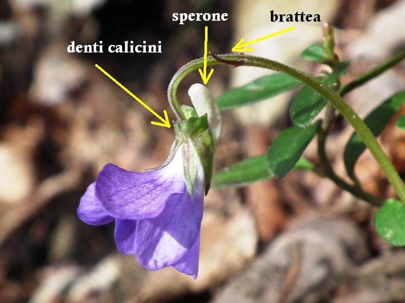 Viola sp. Nord Grecia - (elementi diacritici per determinare una Viola)